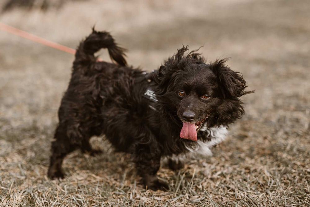 Teoś- niewielki, towarzyski pies, który utknął w schronisku!