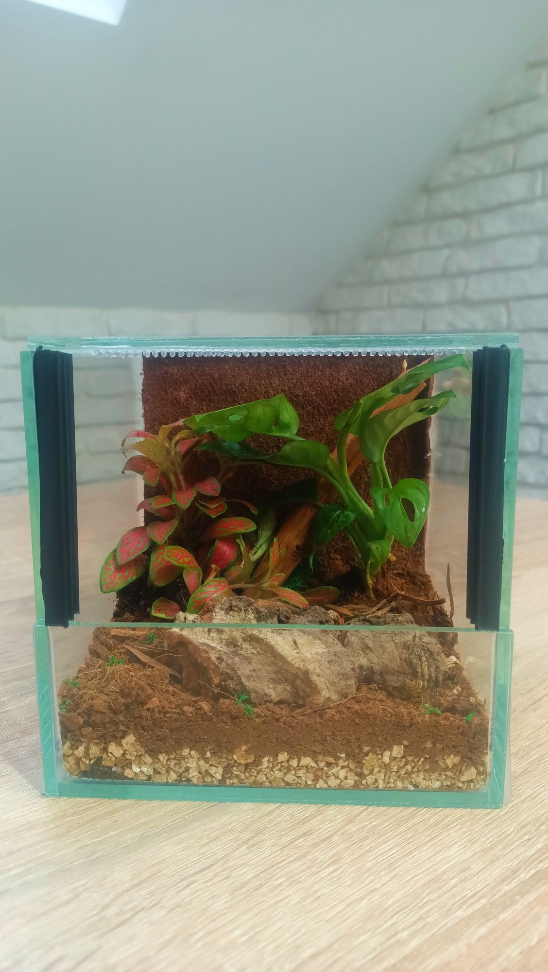 Gotowe Terrarium  15x15x15 Żywe Rośliny+GRATIS