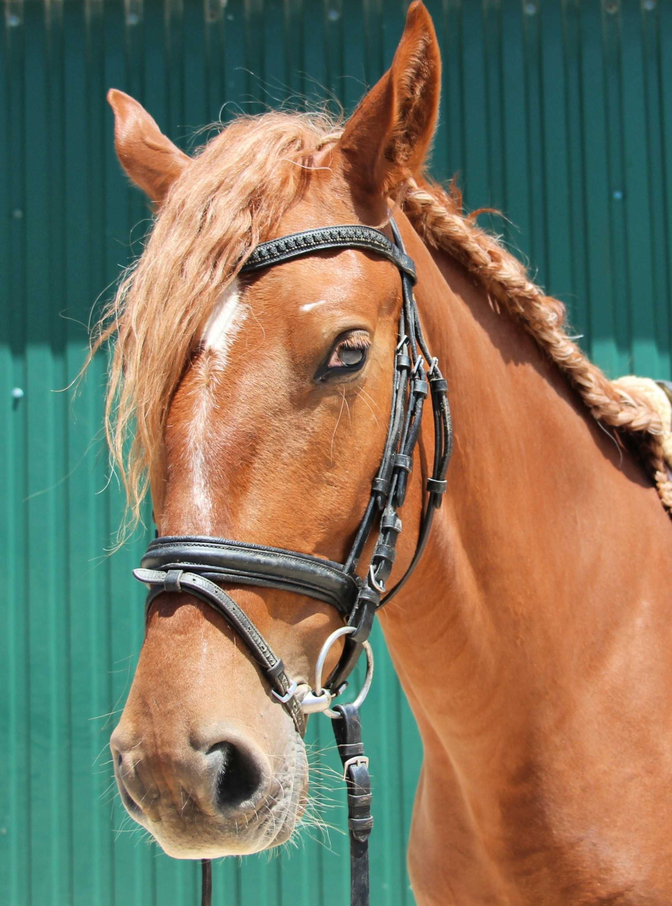 Jovem cruzado Lusitano com excelentes andamentos e temperamento dócil