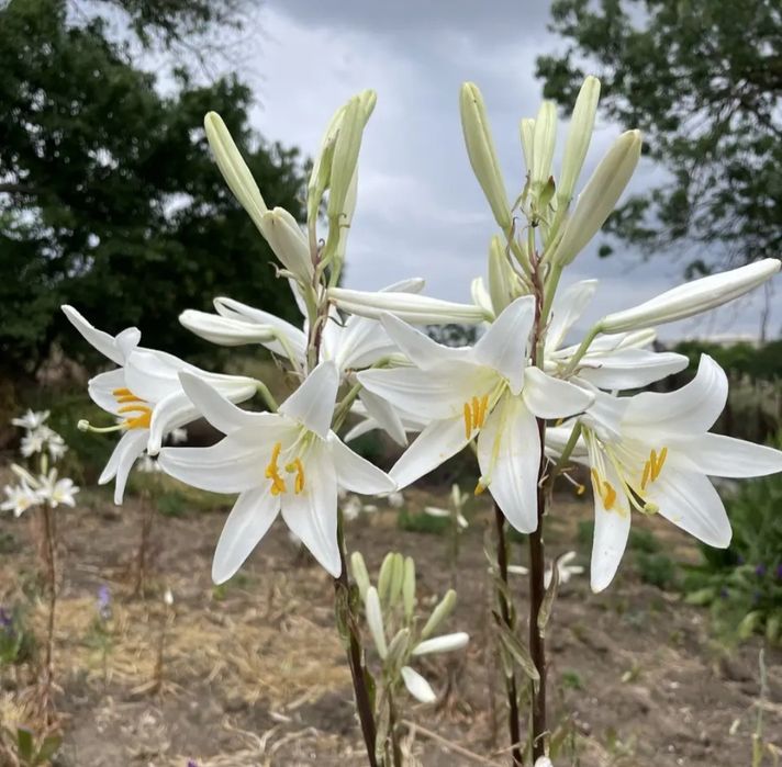 Продам цибулини білої запашної лілії