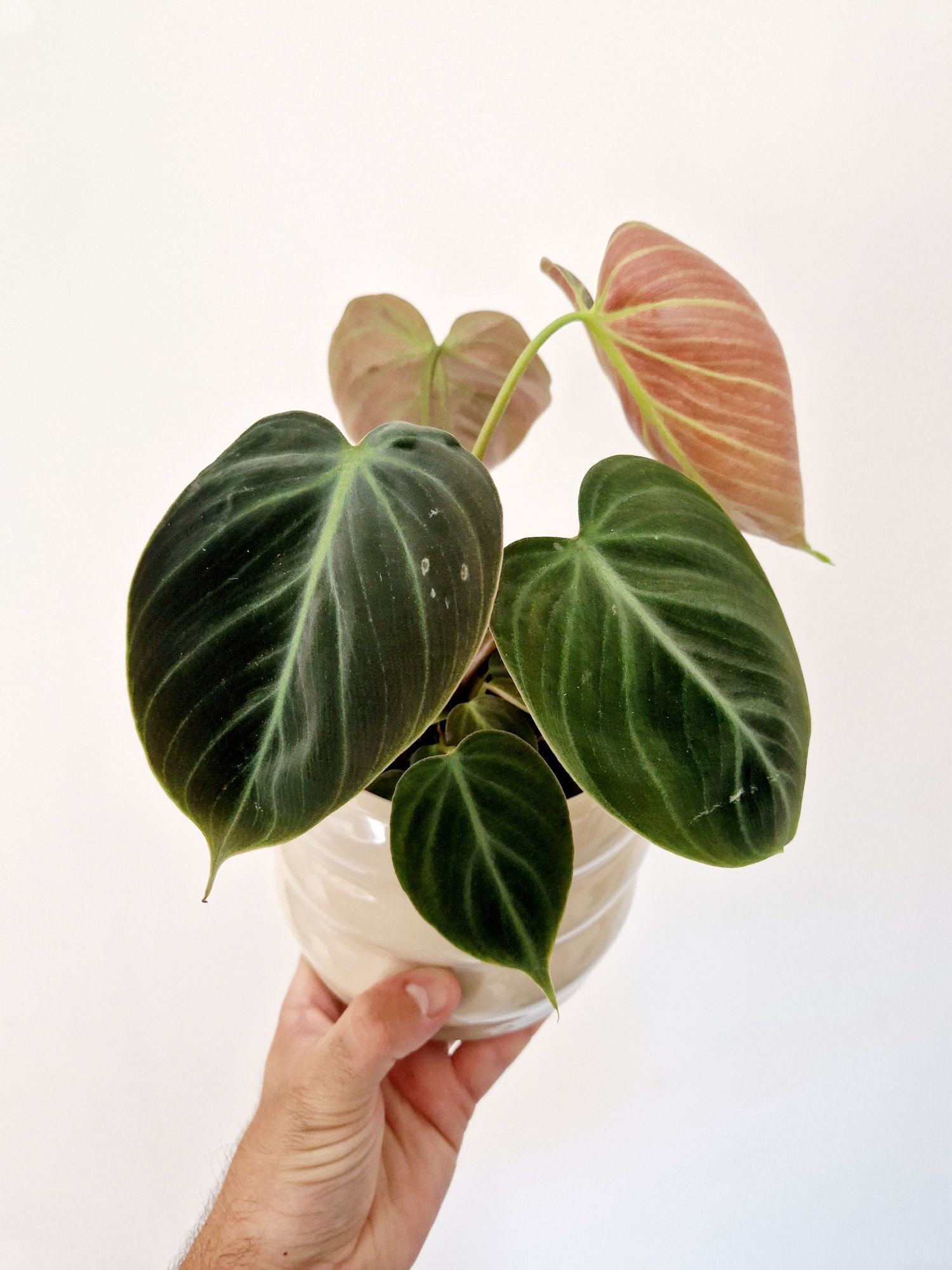 Philodendron El Choco Red