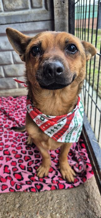 Mały piesek okolo 3 lata