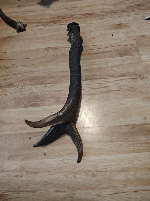 Poroże jelenia zrzuty mylkusy