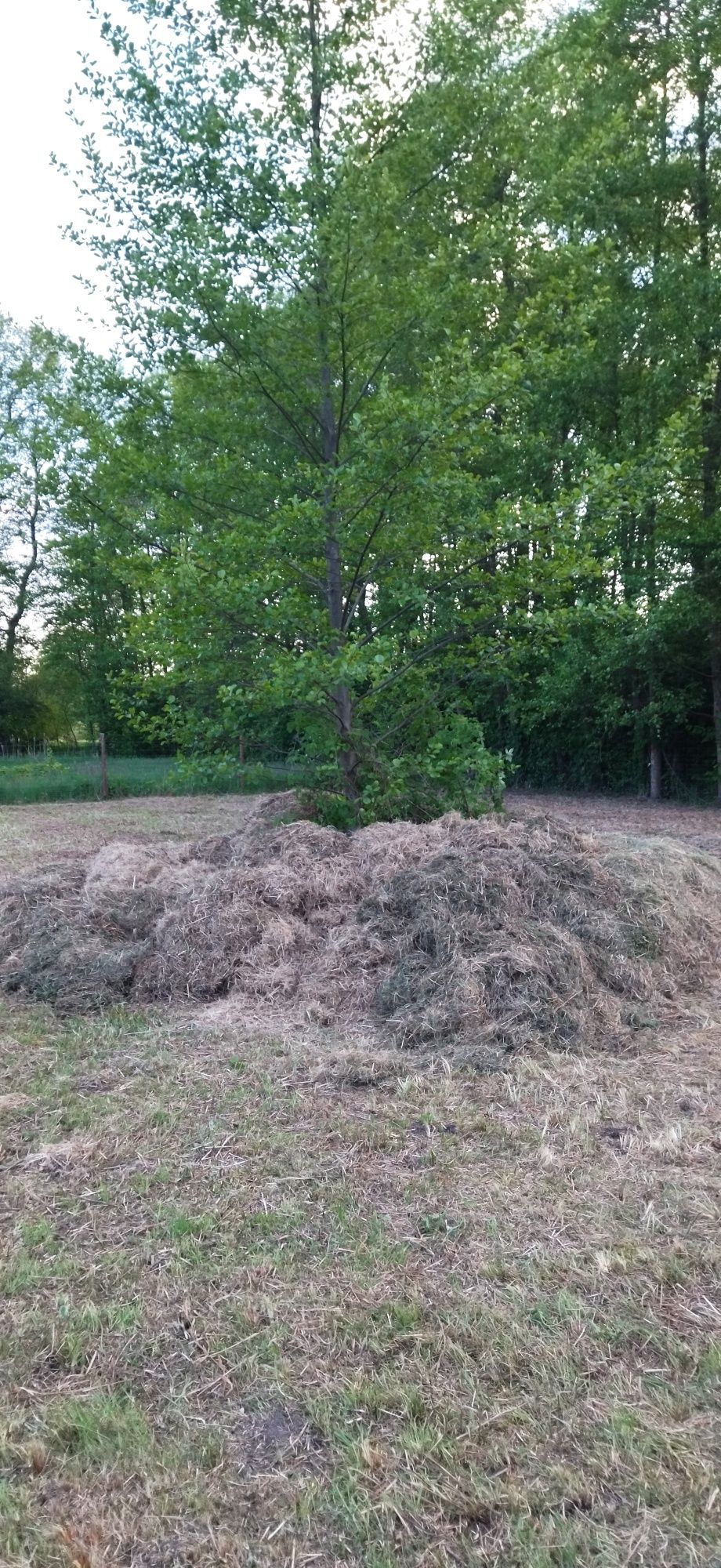 Za darmo siano, trawą, po koszeniu działki w lesie