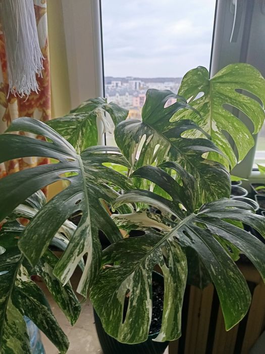 Monstera Variegata