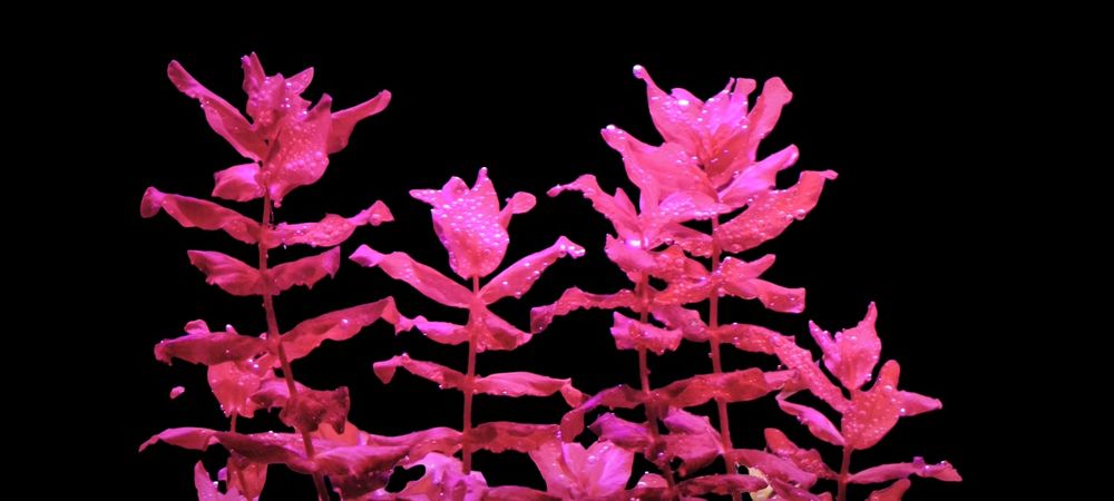 Zestaw kolorowych roślin akwariowych