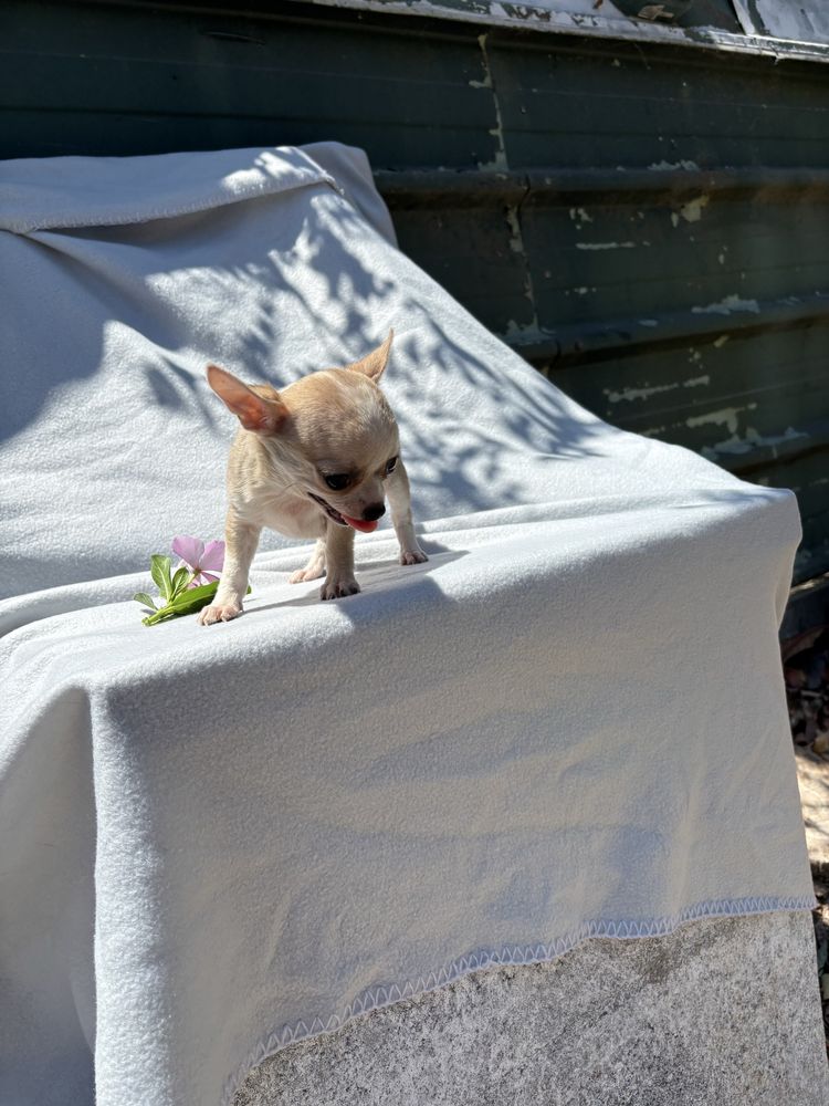 Chihuahua femea mini pelo curto