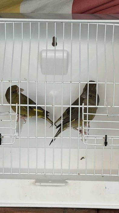 Trio Verdelhões e duas fêmeas deste ano