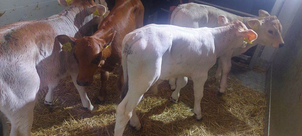 Cielaki miesne byczki