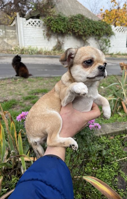 Чіхуахуа дівчинка