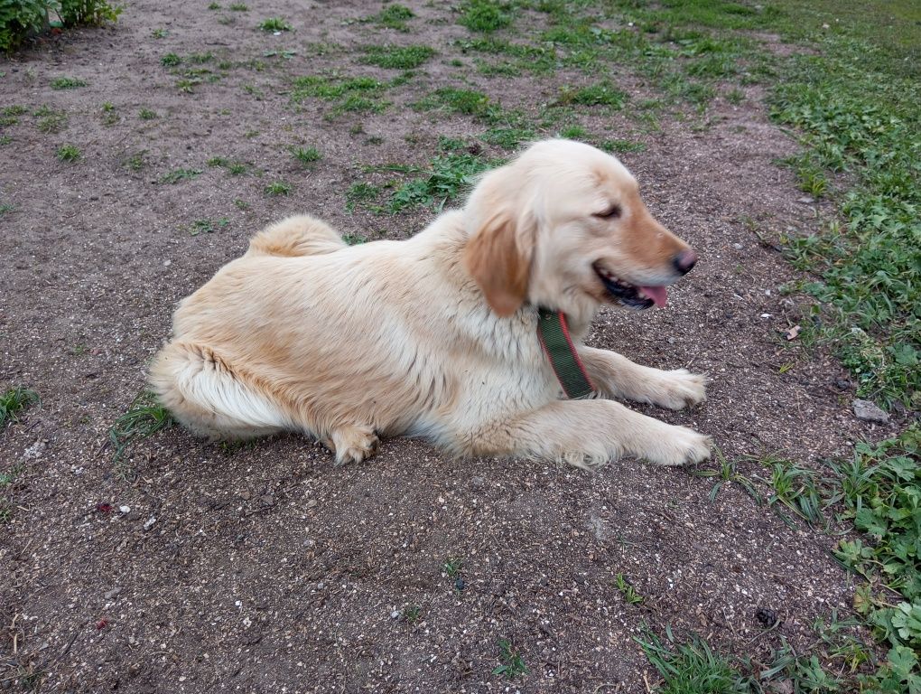 Golden retriever suka dorosła