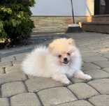 Szpic miniaturowy Boo mini xxs