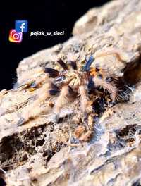 Chromatopelma cyaneopubescens L4