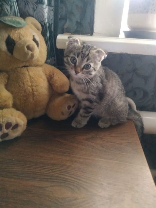 Продам маленьких котят разных окрасов