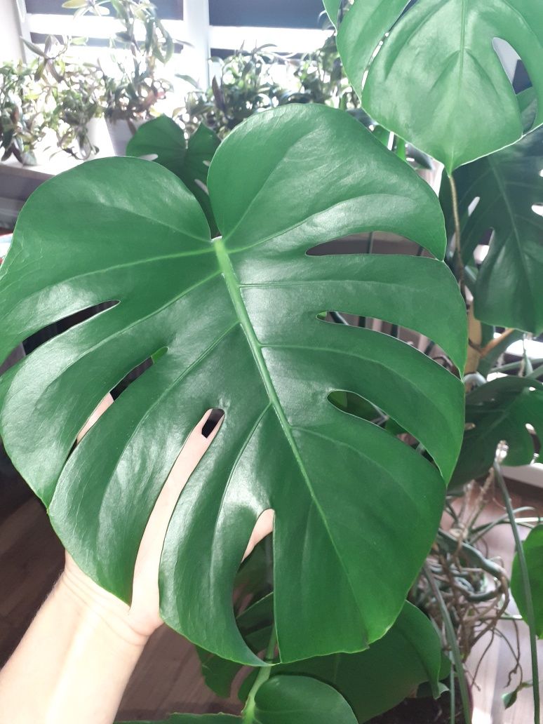 Kwiat monstera duża zdrowa piękna