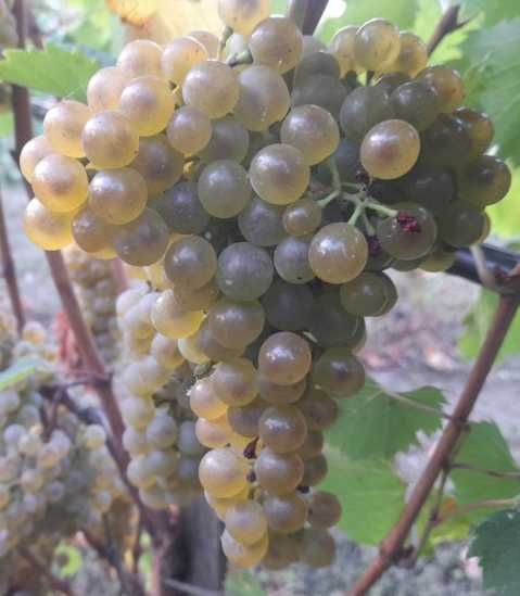 Саджанці сортів винограду для виготовлення вина
