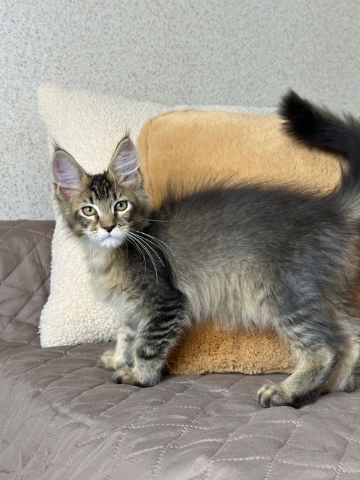 Sienna-Kotka Maine Coon