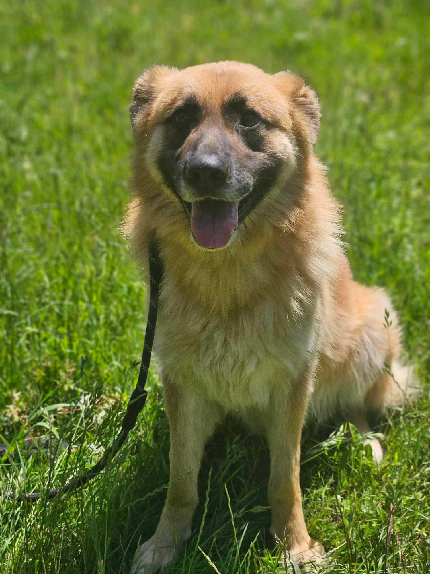Leonberger mix   Neon  schronisku w Zgierzu aktualne