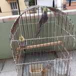 Vendo casal decaturras com gaiola 50€