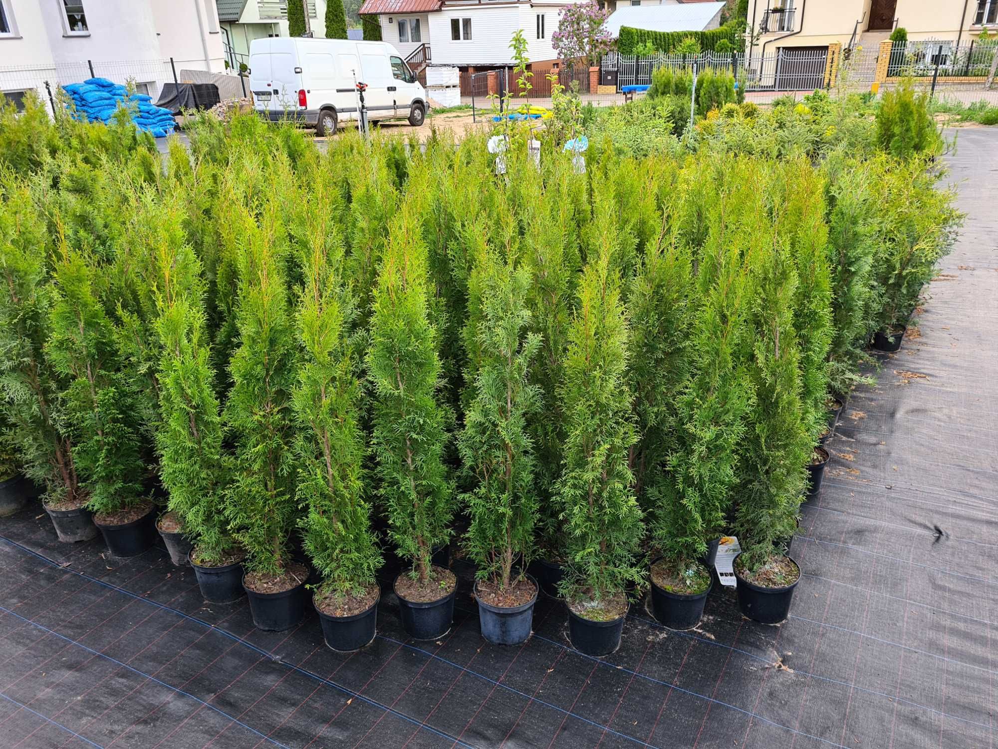 PRODUCENT Tuja Szmaragd 120 - 130 cm w Donicy 3L Max przyjec -Dowozimy