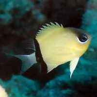 Black bar chromis - akwarium morskie