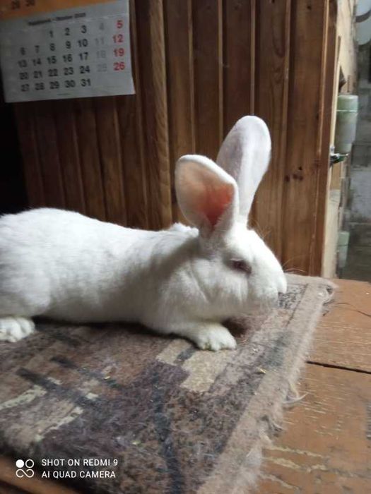 Królik Belgijski Olbrzym Biały BOB