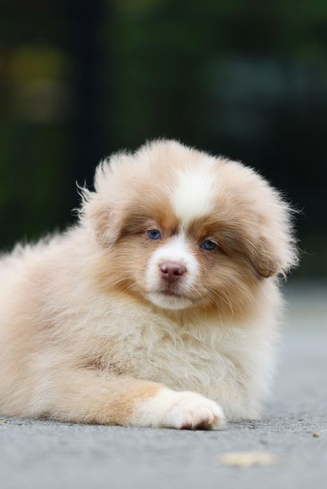 Piesek red merle miniaturowy owczarek amerykański ZKwP/FCI