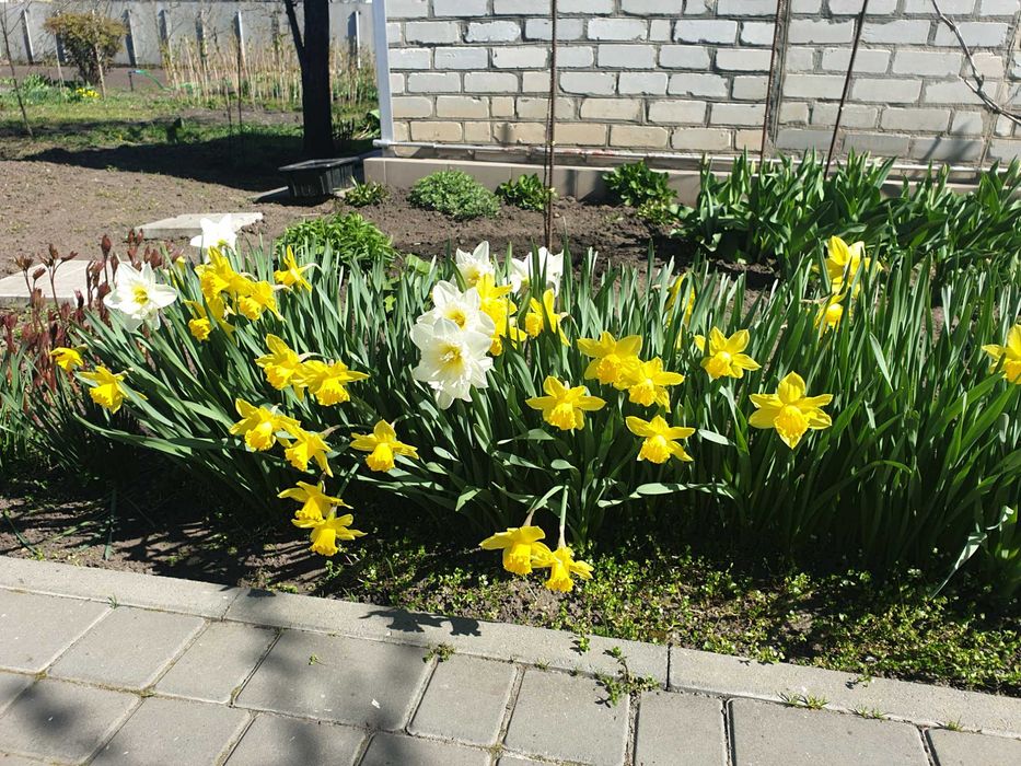 луковицы тюльпанов и нарцысов из собственного цветника дешево