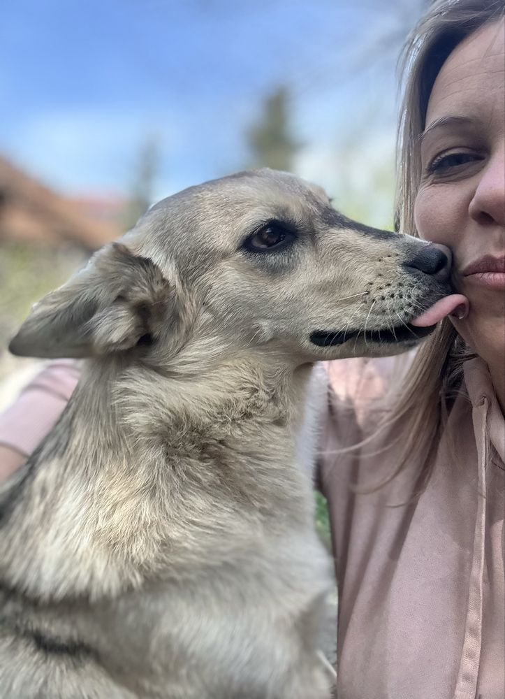 Biała w typie corgi wciąż szuka domu!