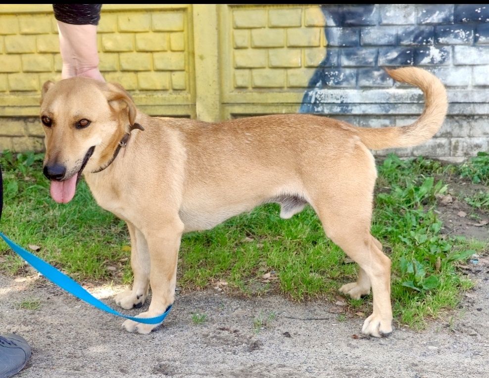 Rudi gorąco poleca się do adopcji ..