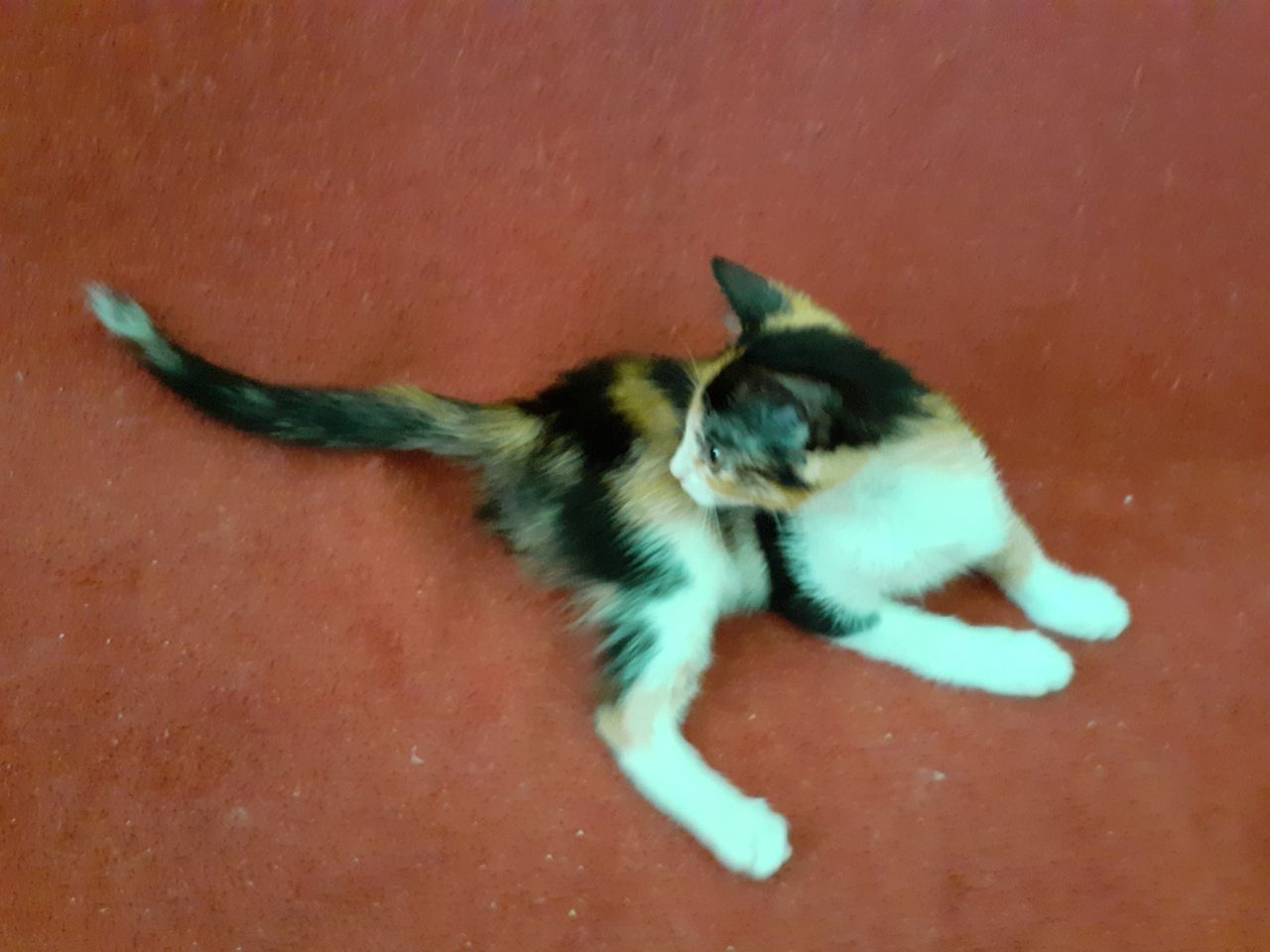 Чудо! Трёхмастная девочка кошечка котёнок котеня принесет вам счастье!