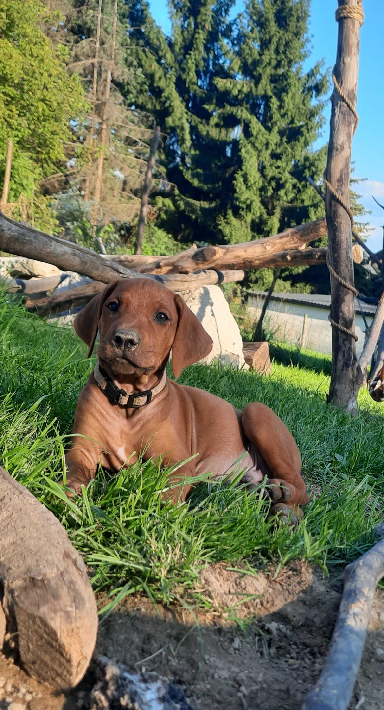 Rhodesian Ridgeback Szczeniak -Suczka- ZKwP