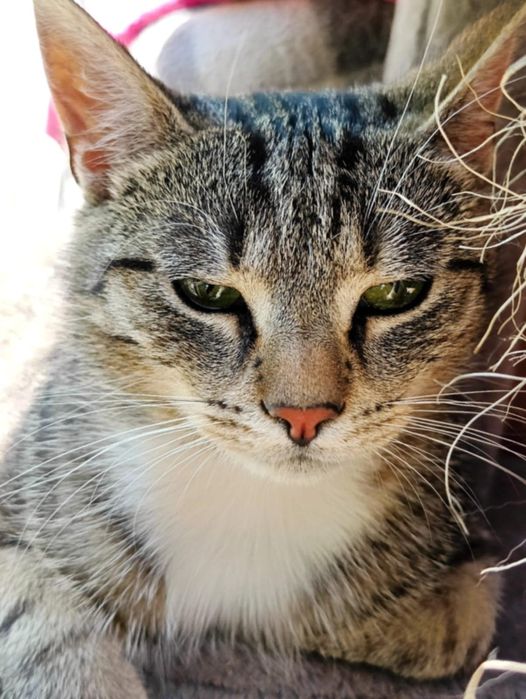 Cukinia szuka domku na zawsze