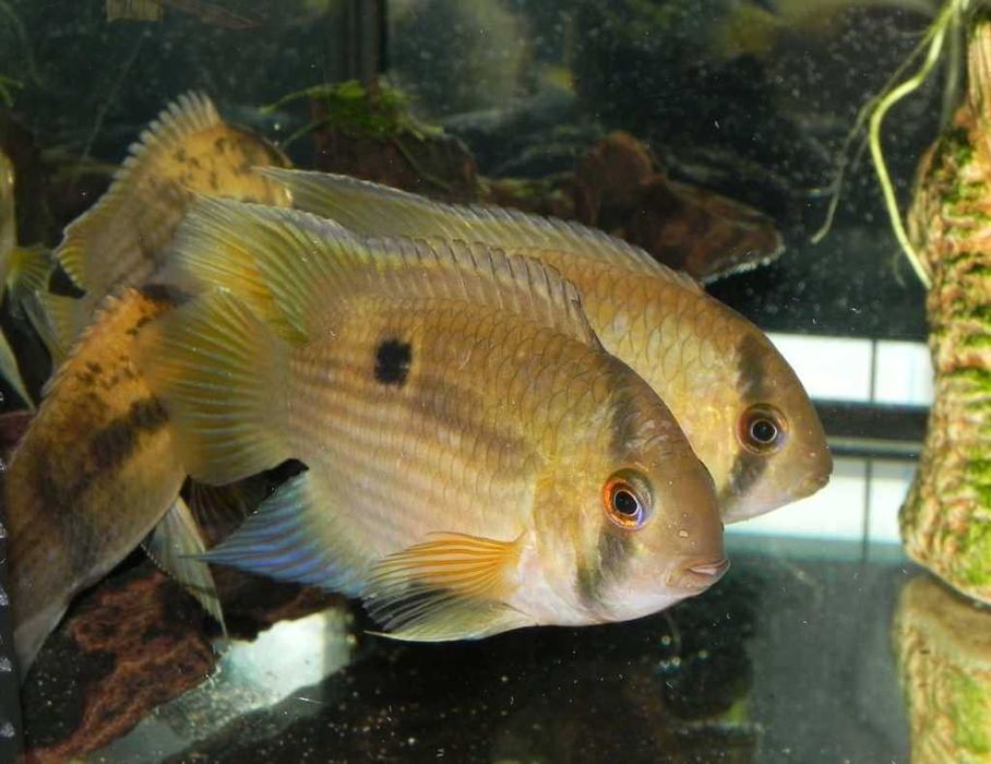 MISIEKZOO Pielęgnice - Akara Z Maroni