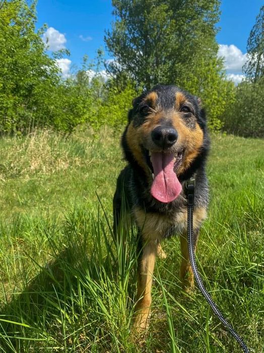 Czarek szuka pilnie domu!