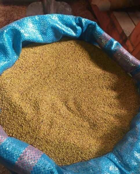 lucerna SUPER nasiona extra PIERWSZA KLASA od producenta sprawdzone