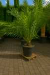 Palma Daktylowiec Kanaryjski – Phoenix canariensis 190 cm