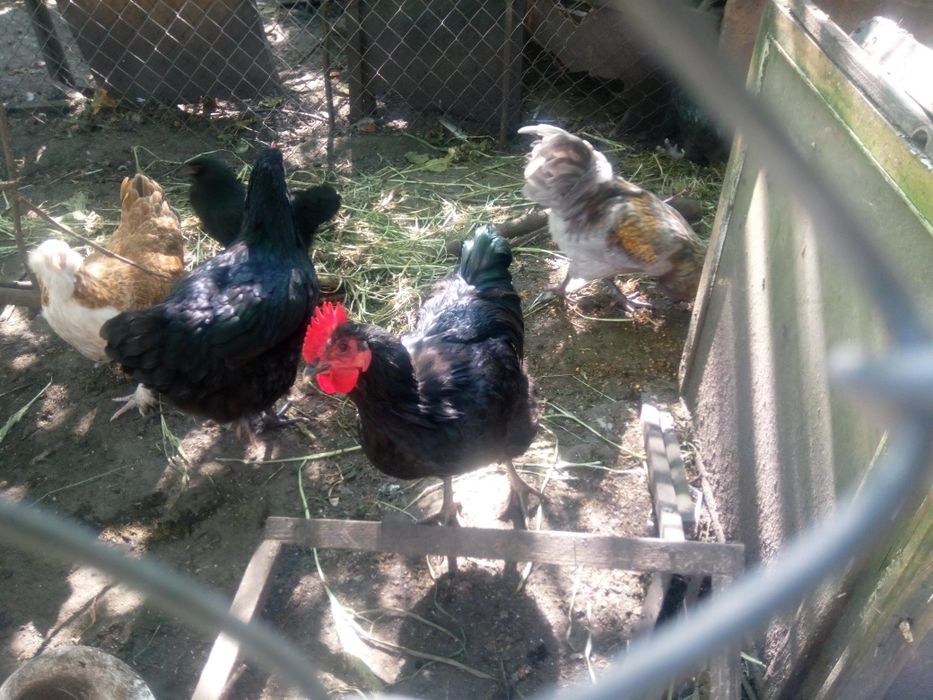 Півні джерсійський гігант