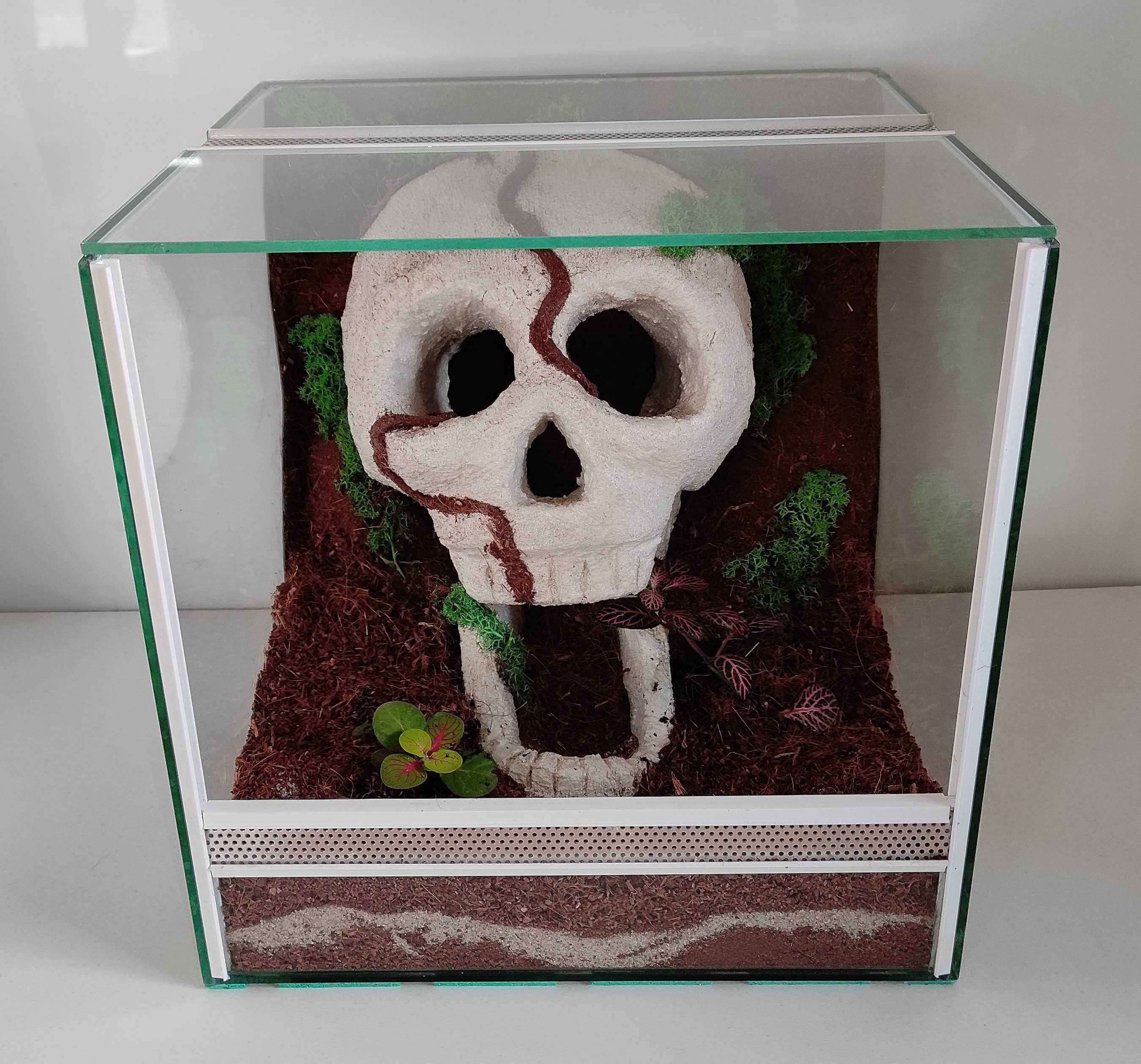 Terrarium dla ptasznika z czaszką, TW32Cz