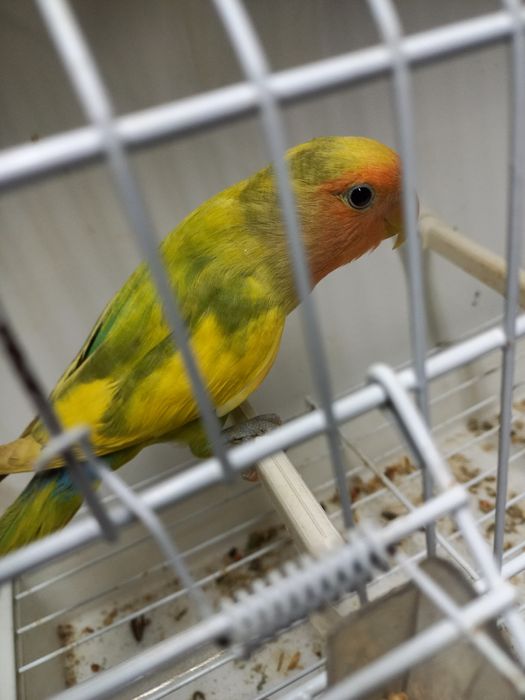 Agapornis  roseicollisn