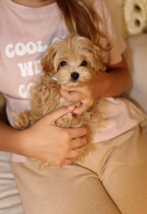 Maltipoo pudel+ Maltańczyk chłopiec