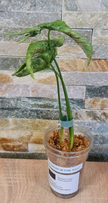 Syngonium Pink Rolli ,3 liście,WYPRZEDAŻ