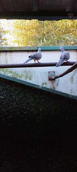 Casal de rolas ponteadas