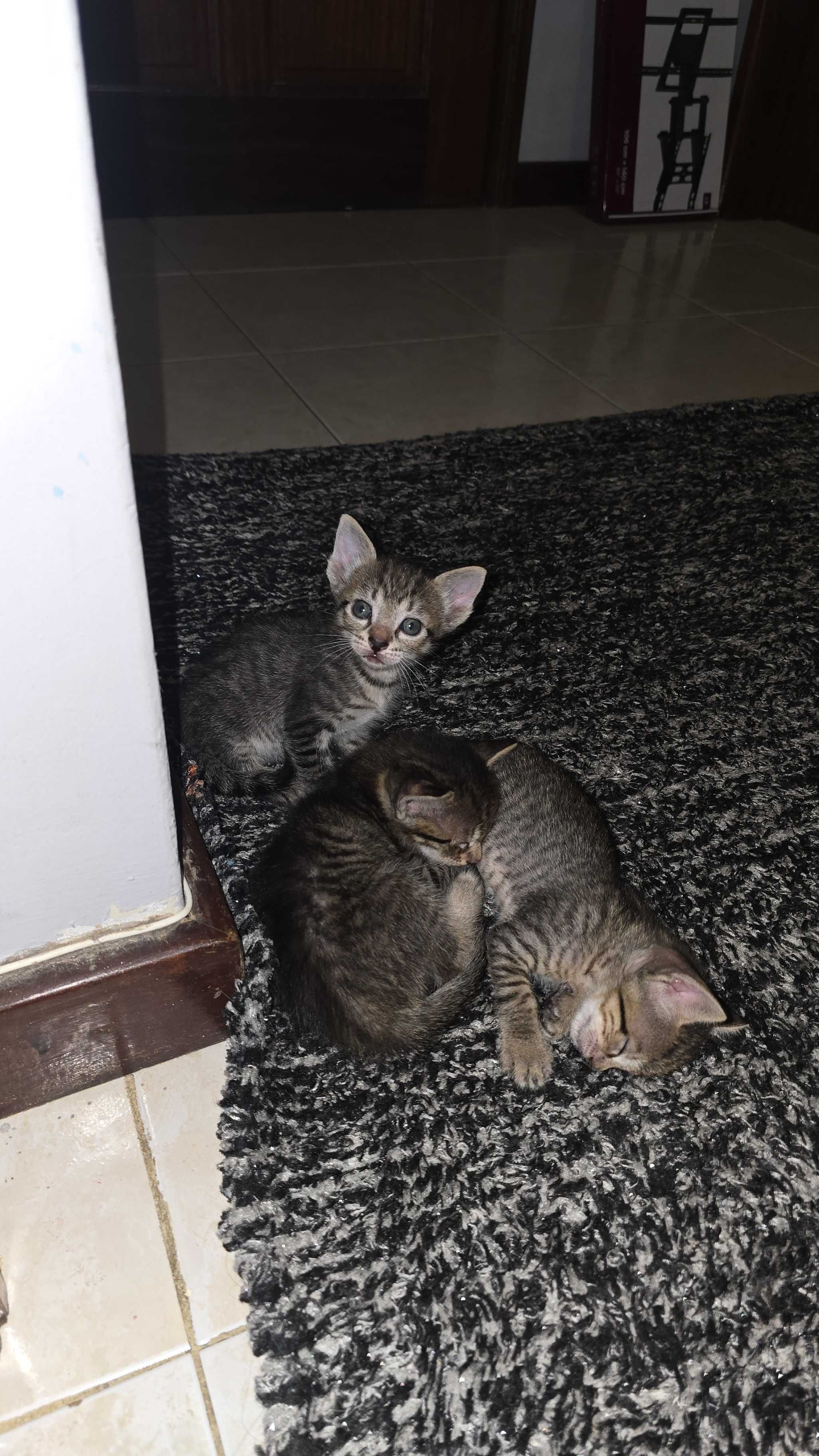 Gatos bebés para adopção