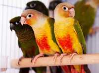 Птенцы попугая пиррура ручные выкормыши, говорящие