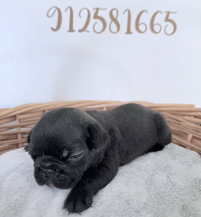 Buldogue Frances Menina