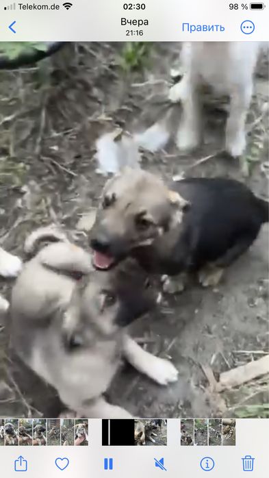 Лінія фронту поруч! Врятуйте хоч по одному, благаю