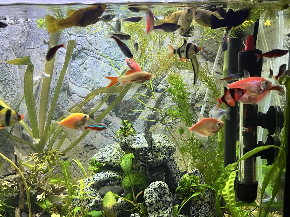 Продам Тернецію