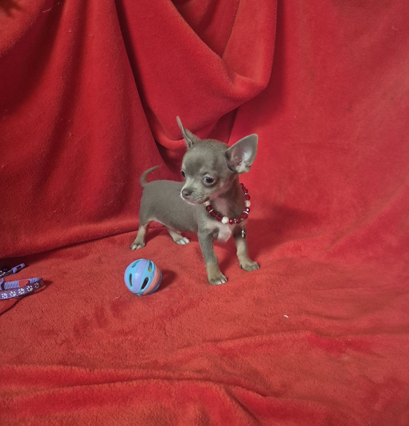 Chihuahua Macho Mini Criadora Registad