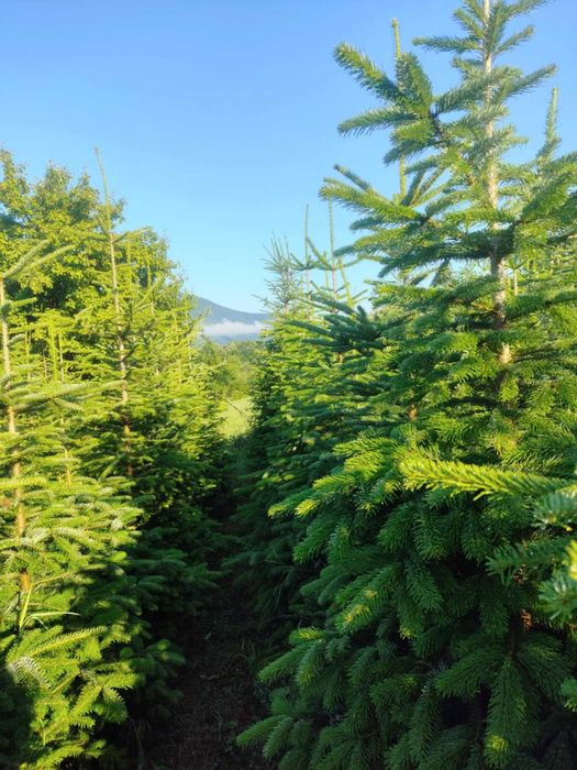 choinki prosto z plantacji - sprzedaż hurtowa i detaliczna